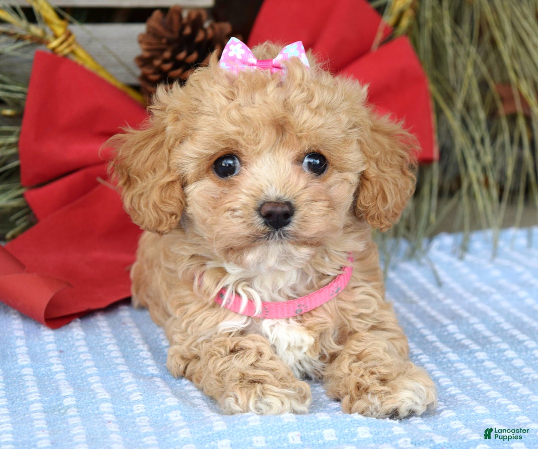 Maltipoo dogs for sale: Riley - Ad 4