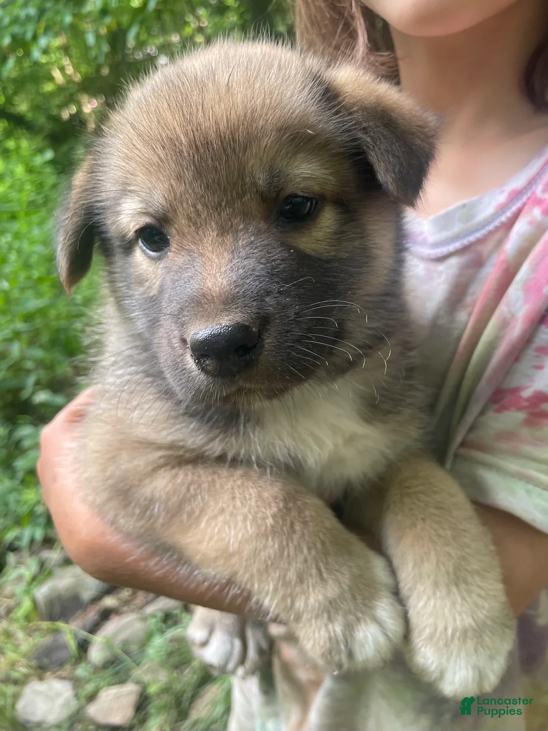 Mixed Breed dogs for sale: Brownie - Ad 1
