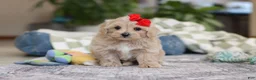 Maltipoo dogs for sale: Waffles - Ad 5