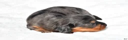 Miniature Dachshund dogs for sale: Hope - Ad 10