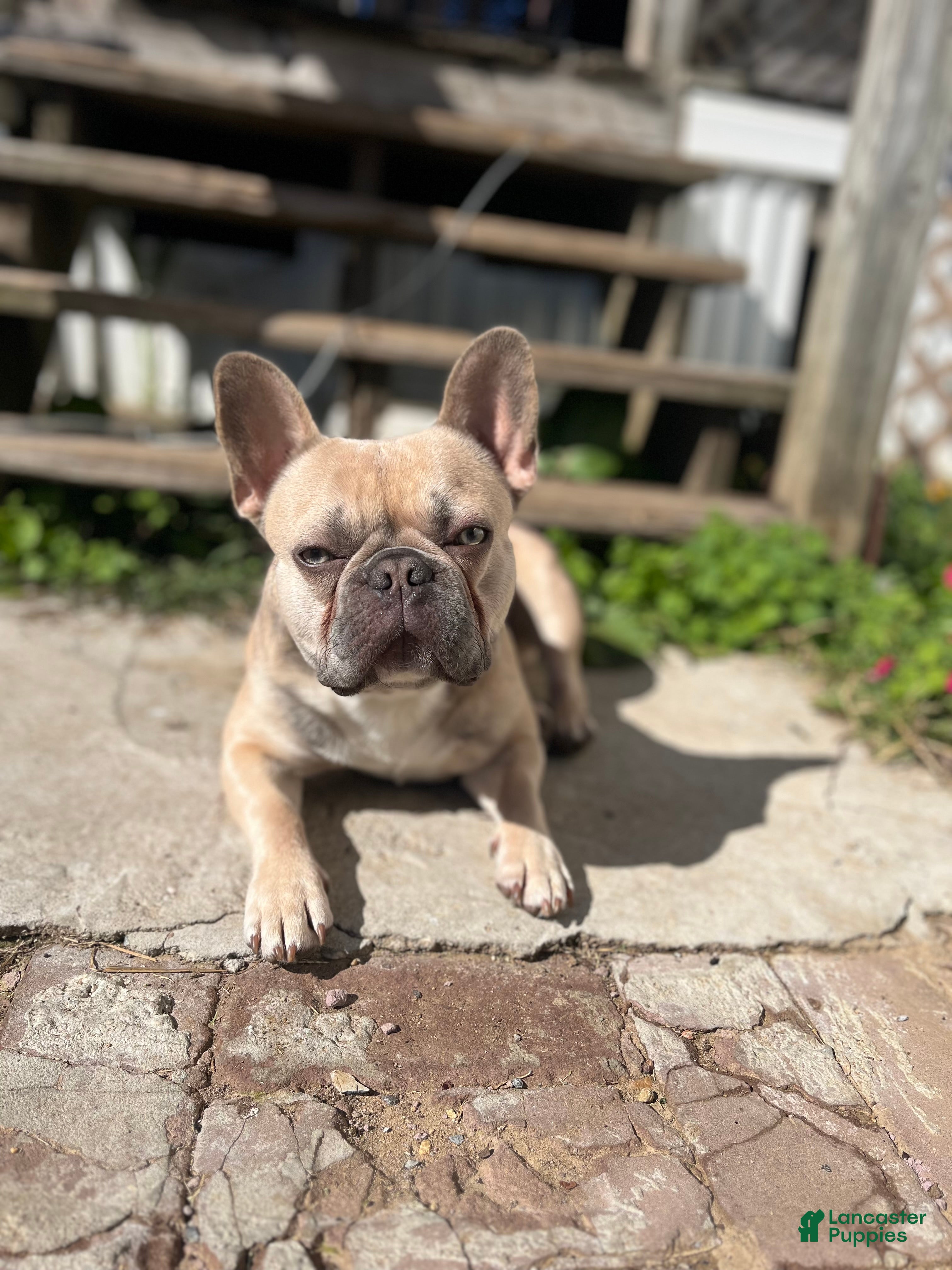 French Bulldog dogs Whittle man  - Ad 15