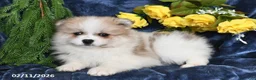 Pomeranian dogs for sale: Rover - Ad 2