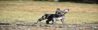 French Bulldog 6
