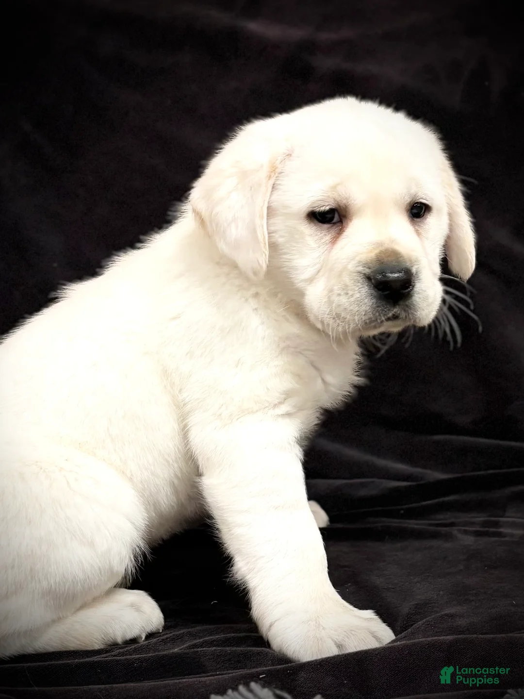 Labrador Retriever dogs for sale: Ginger  - Ad 3