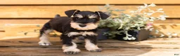 Miniature Schnauzer dogs for sale: Carson  - Ad 3