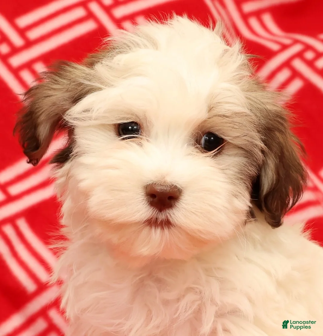 Havanese dogs for sale: Benji - Ad 9