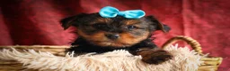 Yorkshire Terrier dogs for sale: DEXTER - Ad 14