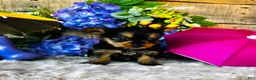 Yorkshire Terrier dogs for sale: MiMi - Ad 2