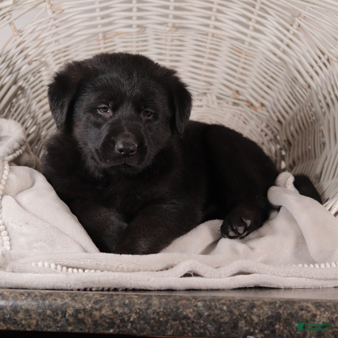 Mixed Breed dogs for sale: Wilber - Ad 2