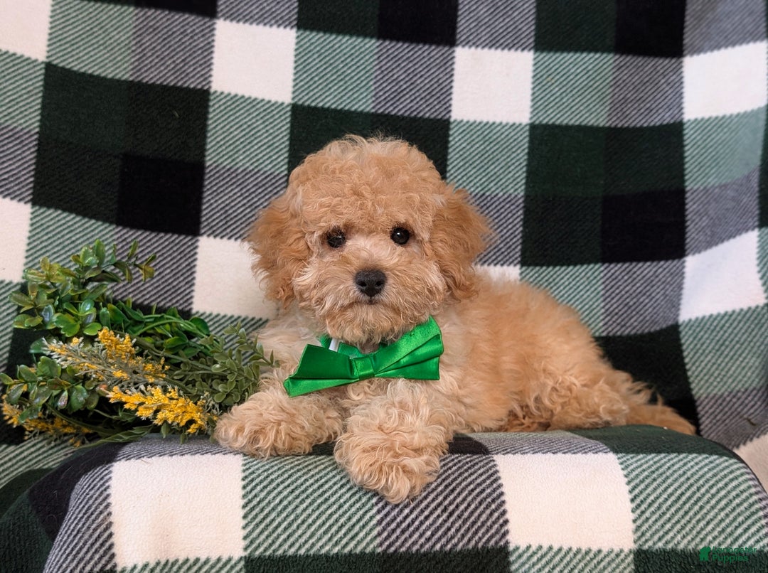 Miniature Poodle dogs for sale: Tanner - Ad 6