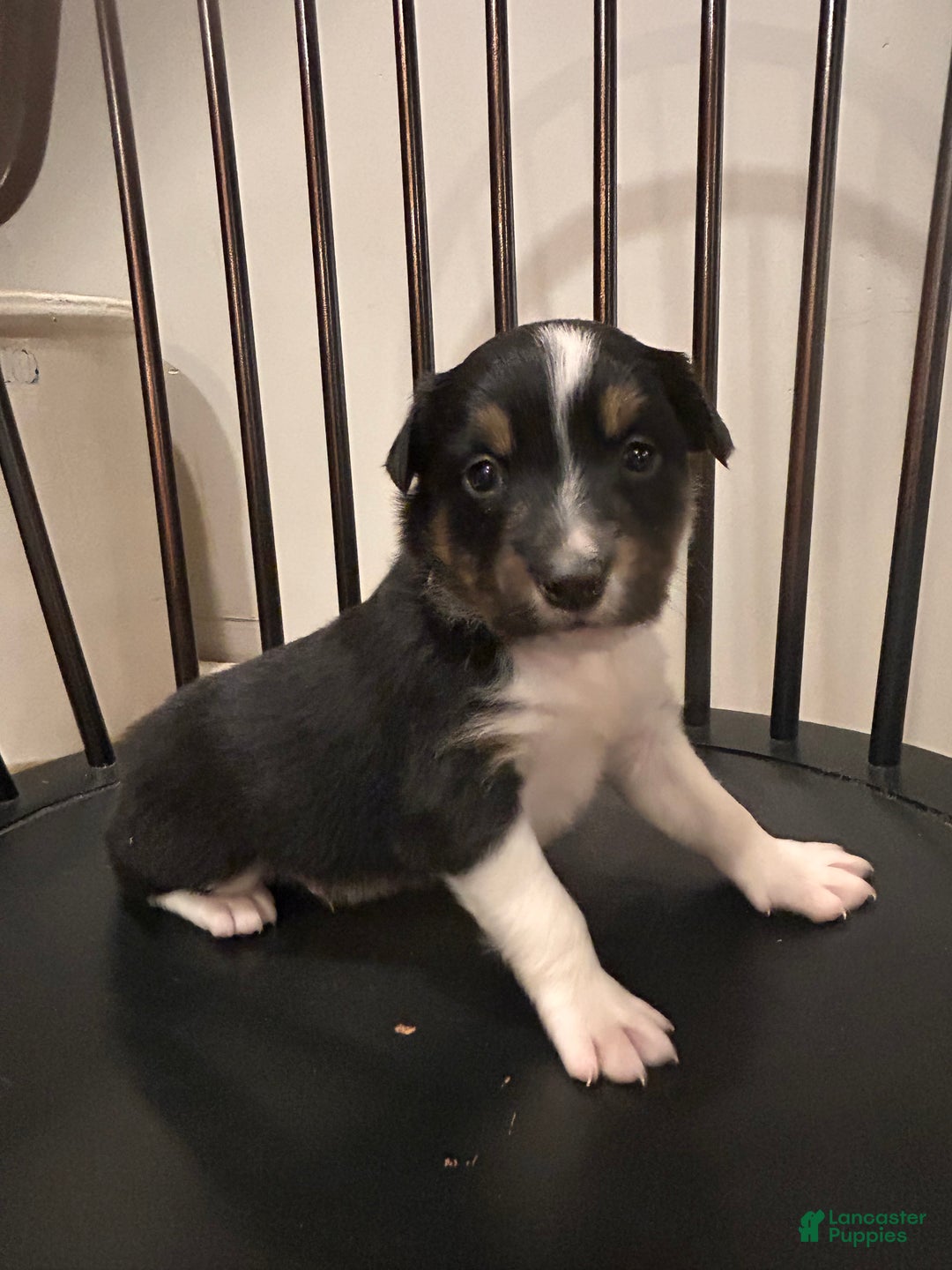 Australian Shepherd dogs for sale: Hank - Ad 5