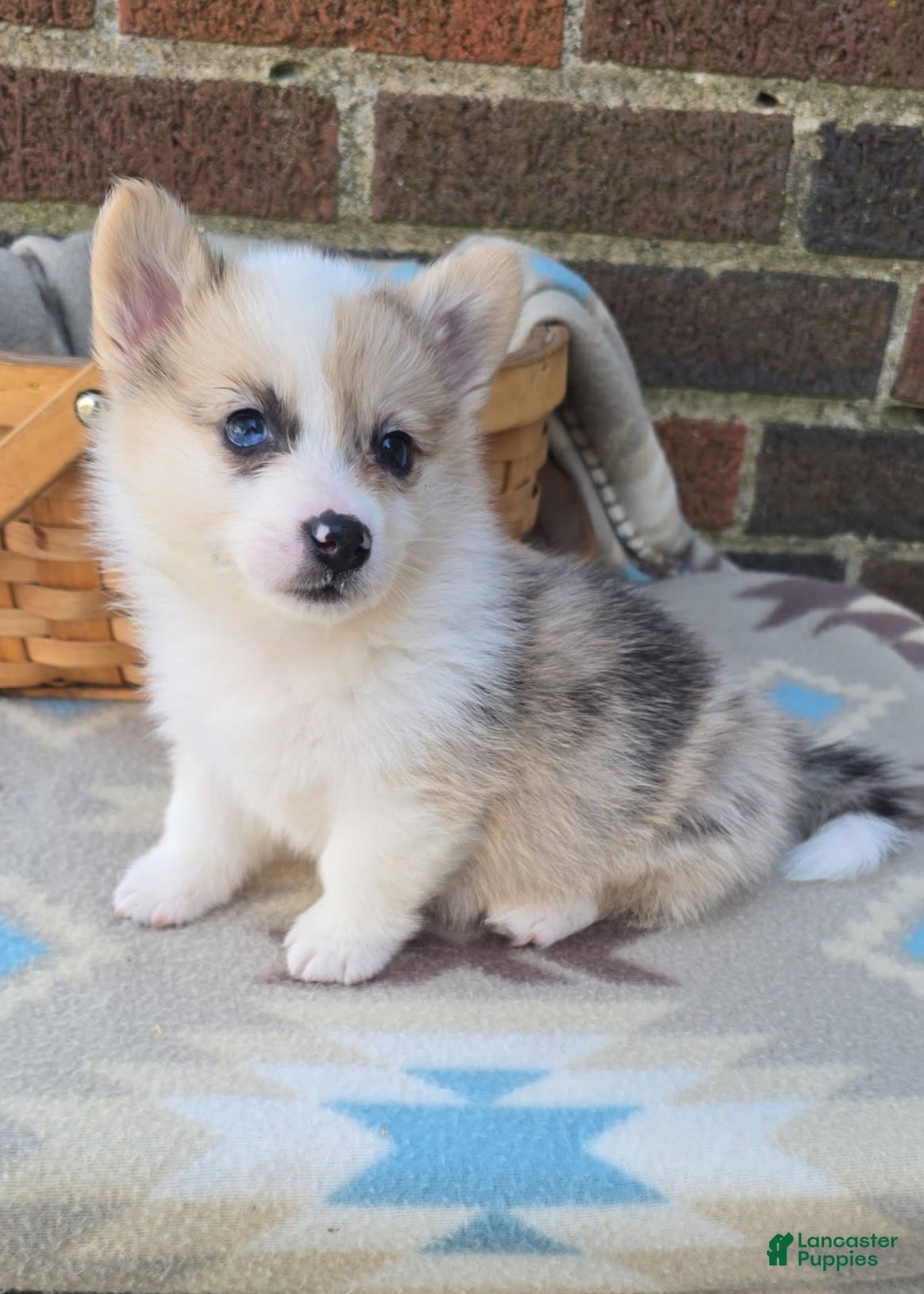 Welsh Corgi Pembroke dogs for sale: Welsh Corgi Pembroke Puppy 6 - Ad 3
