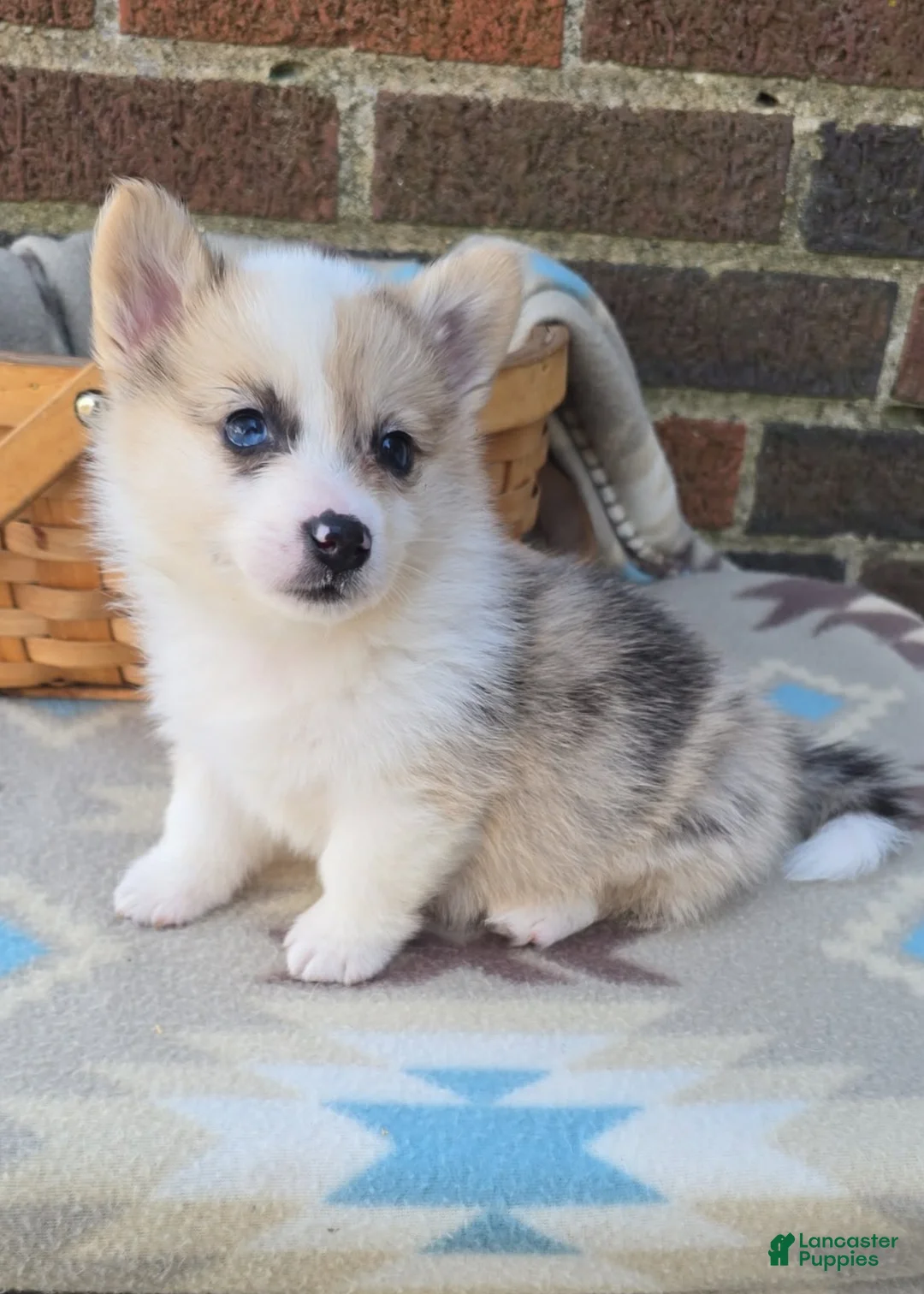 Welsh Corgi Pembroke dogs for sale: Welsh Corgi Pembroke Puppy 6 - Ad 1