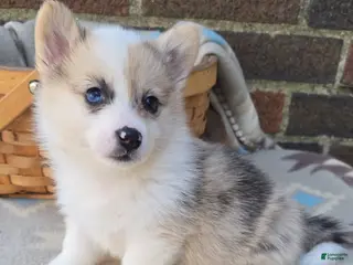 Welsh Corgi Pembroke dogs for sale: Welsh Corgi Pembroke Puppy 6 - Ad 3