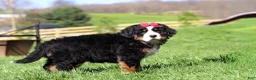 Bernese Mountain Dog dogs for sale: Florence - Ad 5