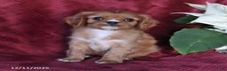 Cavalier King Charles Spaniel dogs for sale: Asher - Ad 3