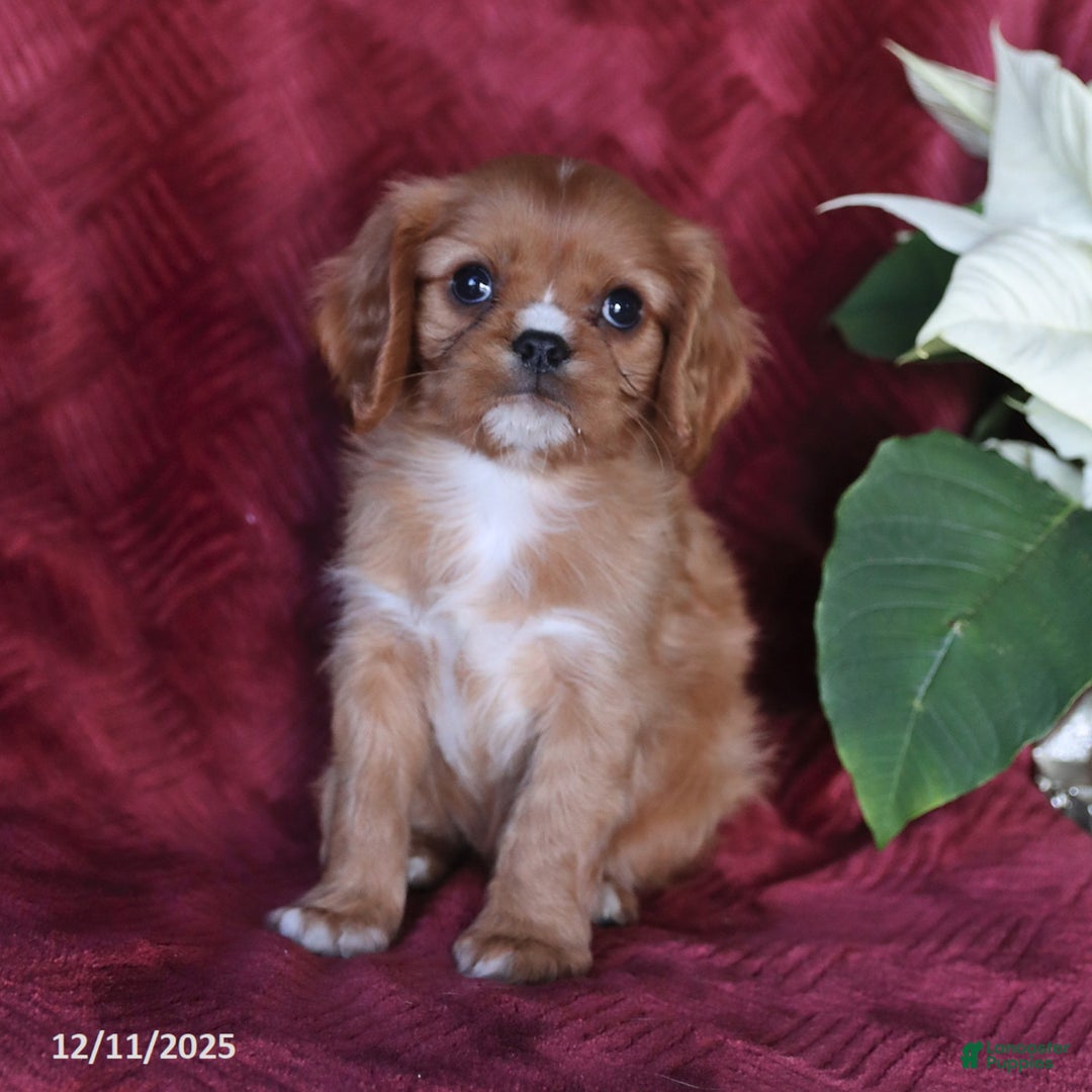 Cavalier King Charles Spaniel dogs for sale: Asher - Ad 3