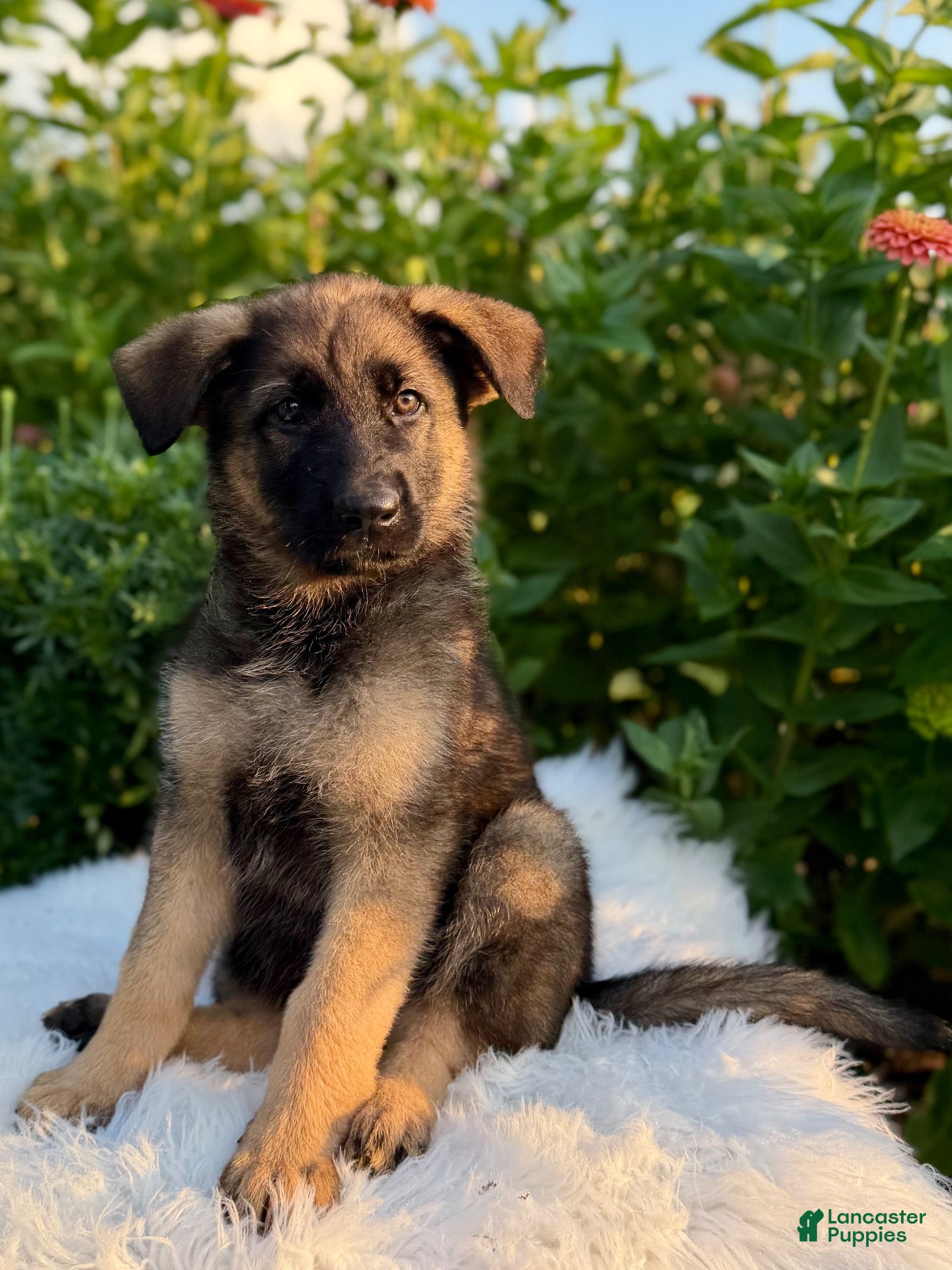 German Shepherd dogs Remi - Ad 1