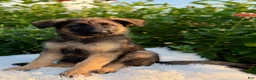 German Shepherd dogs for sale: Remi - Ad 1