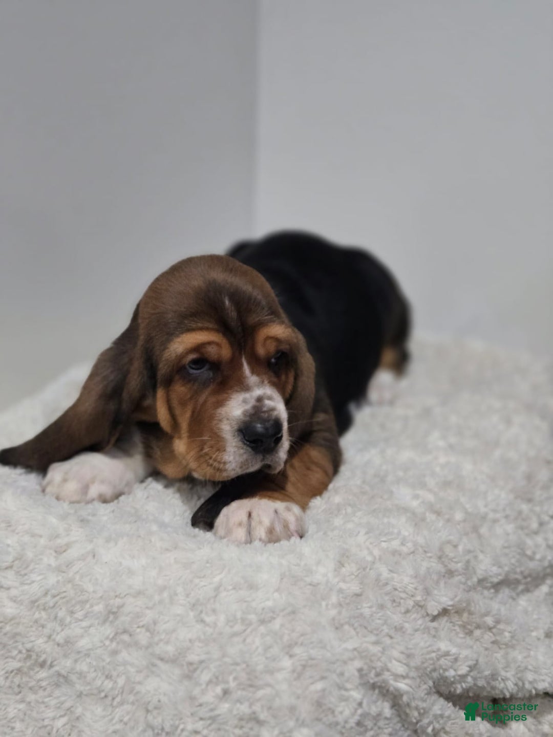 Basset Hound dogs for sale: Axel - Ad 7