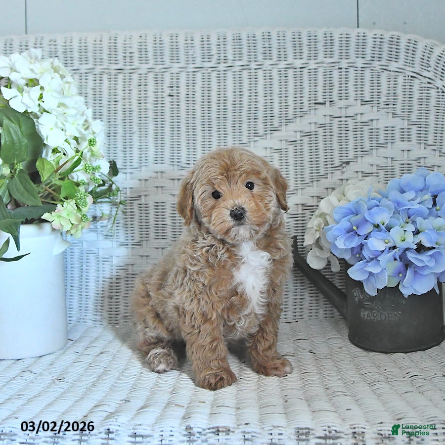 Mini Aussiedoodle dogs Teddy - Ad 2