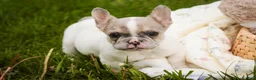 French Bulldog dogs for sale: Juliet - Ad 3