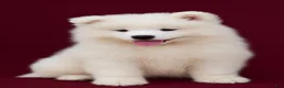 Samoyed dogs for sale: Cloud - Ad 1
