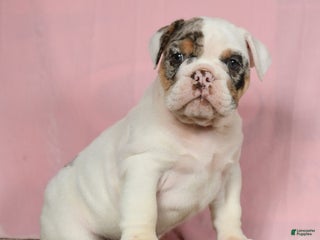 English Bulldog dogs - Ad 10