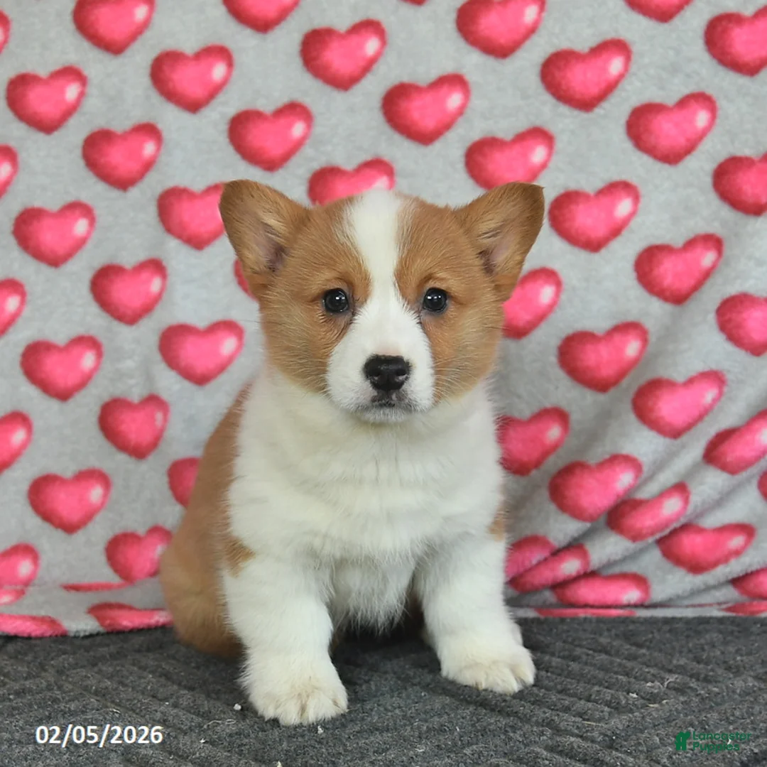 Welsh Corgi Pembroke dogs for sale: Poppy  - Ad 4