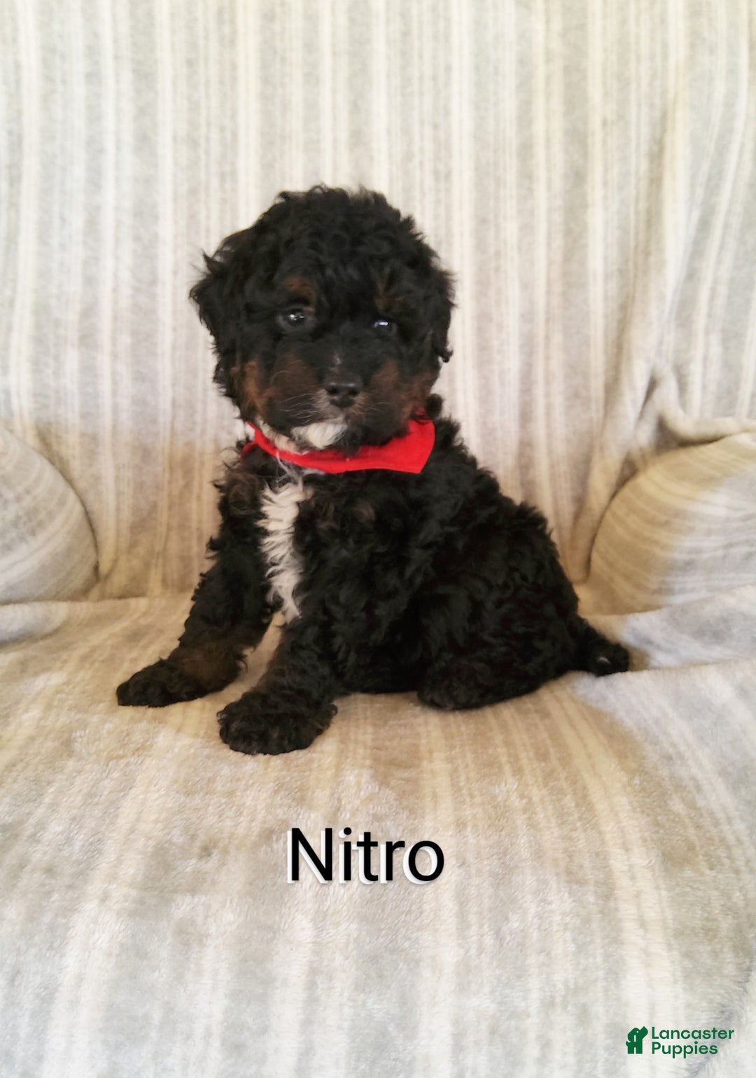 Mini Bernedoodle dogs for sale:  Nitro  - Ad 5