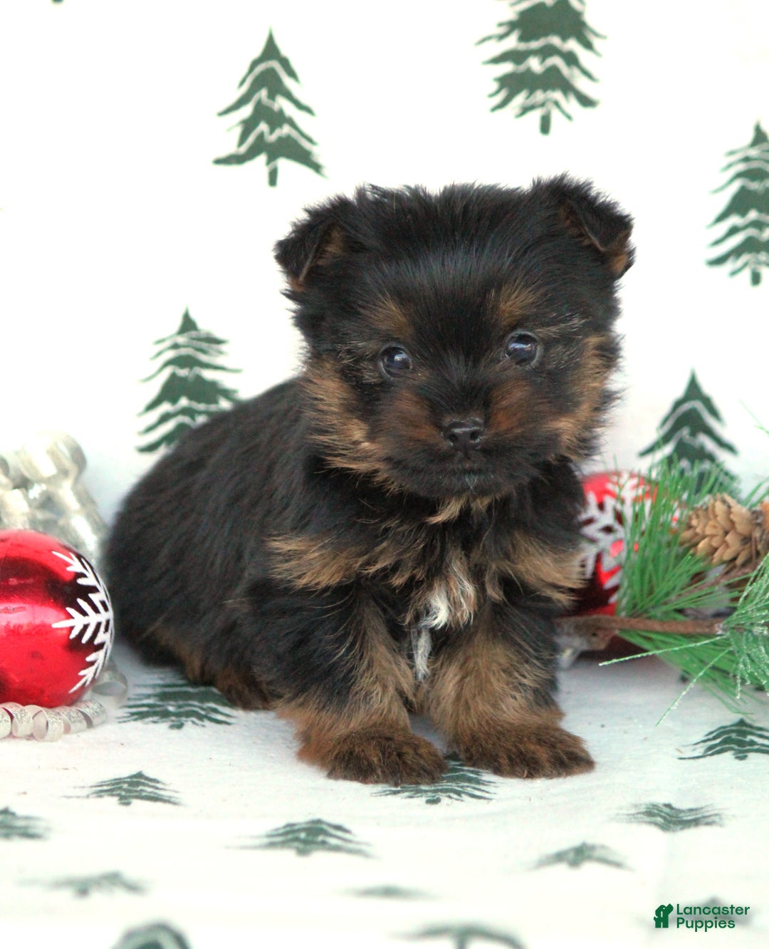Yorkshire Terrier dogs for sale: Twix - Ad 1