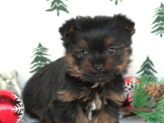 Yorkshire Terrier dogs Twix - Ad 41
