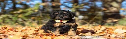 Miniature Poodle dogs for sale: Sterling (AKC) - Ad 3