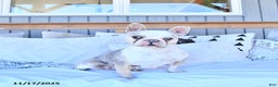 French Bulldog dogs for sale: Woodside Penny - Ad 2