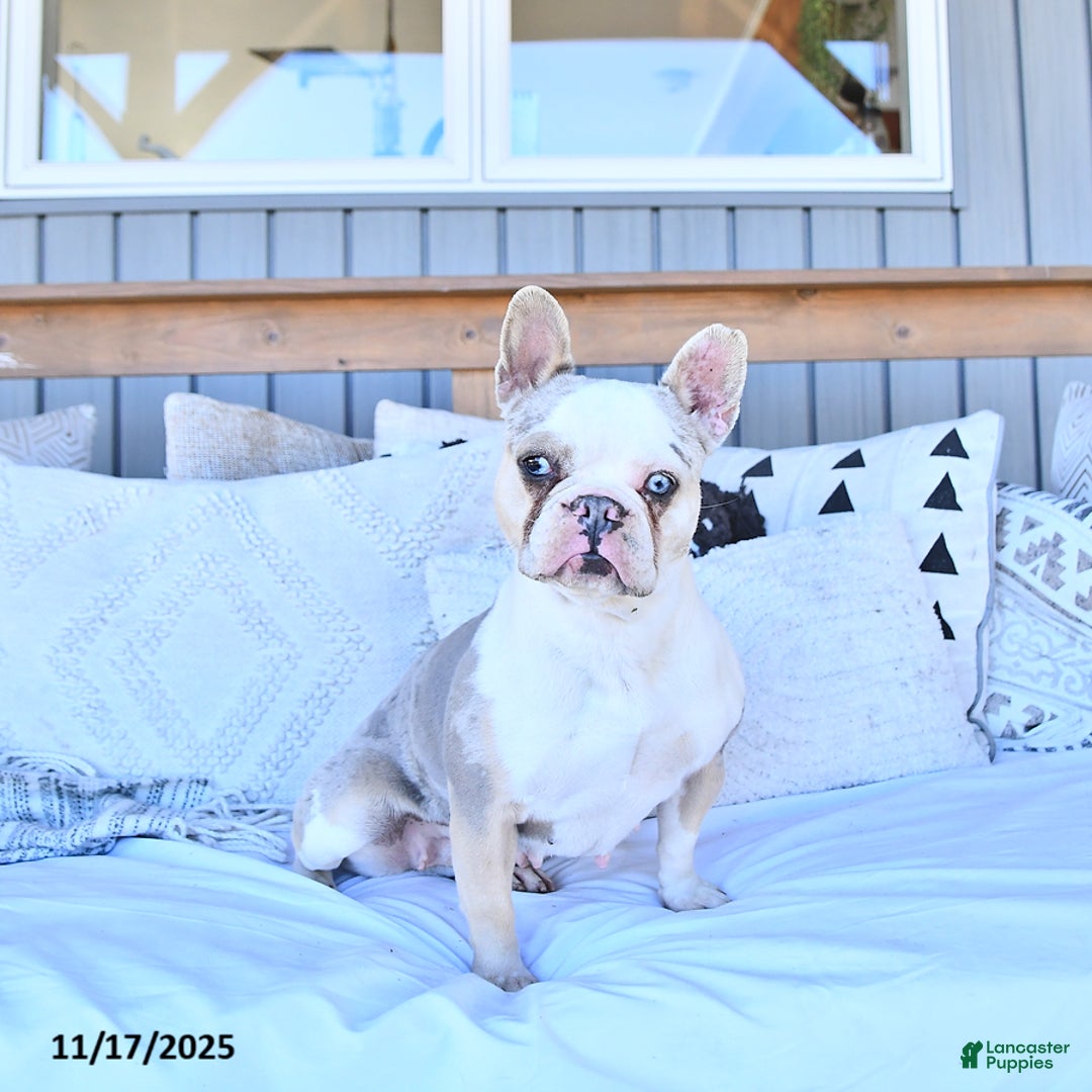 French Bulldog dogs for sale: Woodside Penny - Ad 2