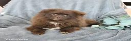 Pomeranian dogs for sale: Tommy - Ad 3