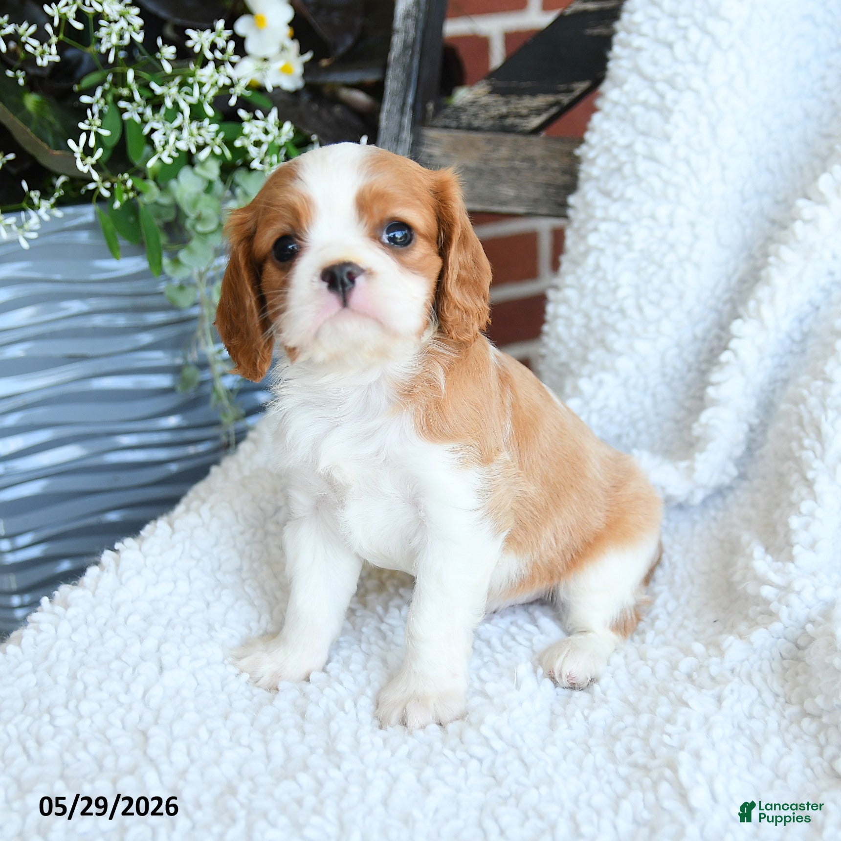 Cavalier King Charles Spaniel dogs for sale: Dan  - Ad 3