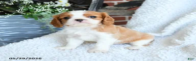 Dan 