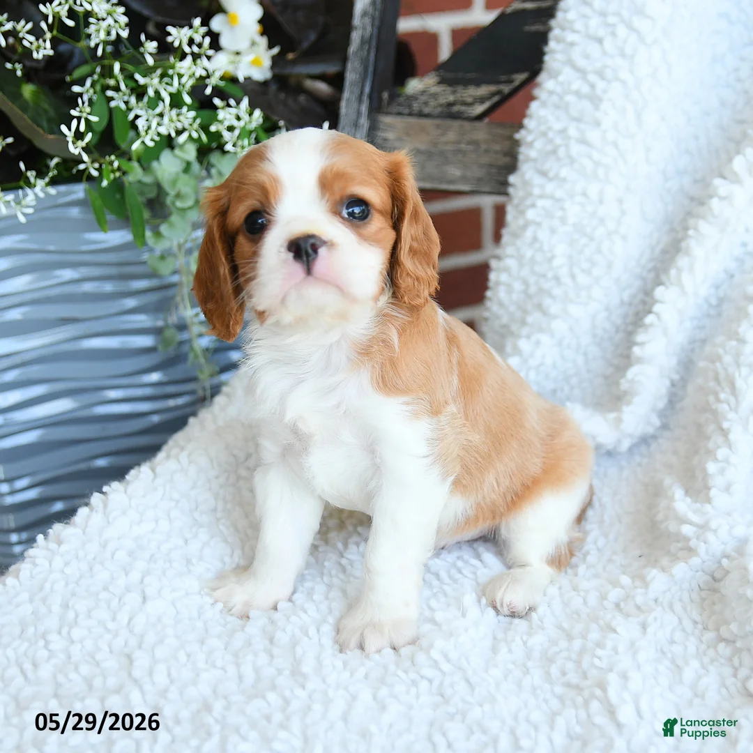 Cavalier King Charles Spaniel dogs for sale: Dan  - Ad 1