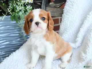 Cavalier King Charles Spaniel dogs for sale: Dan - Ad 3