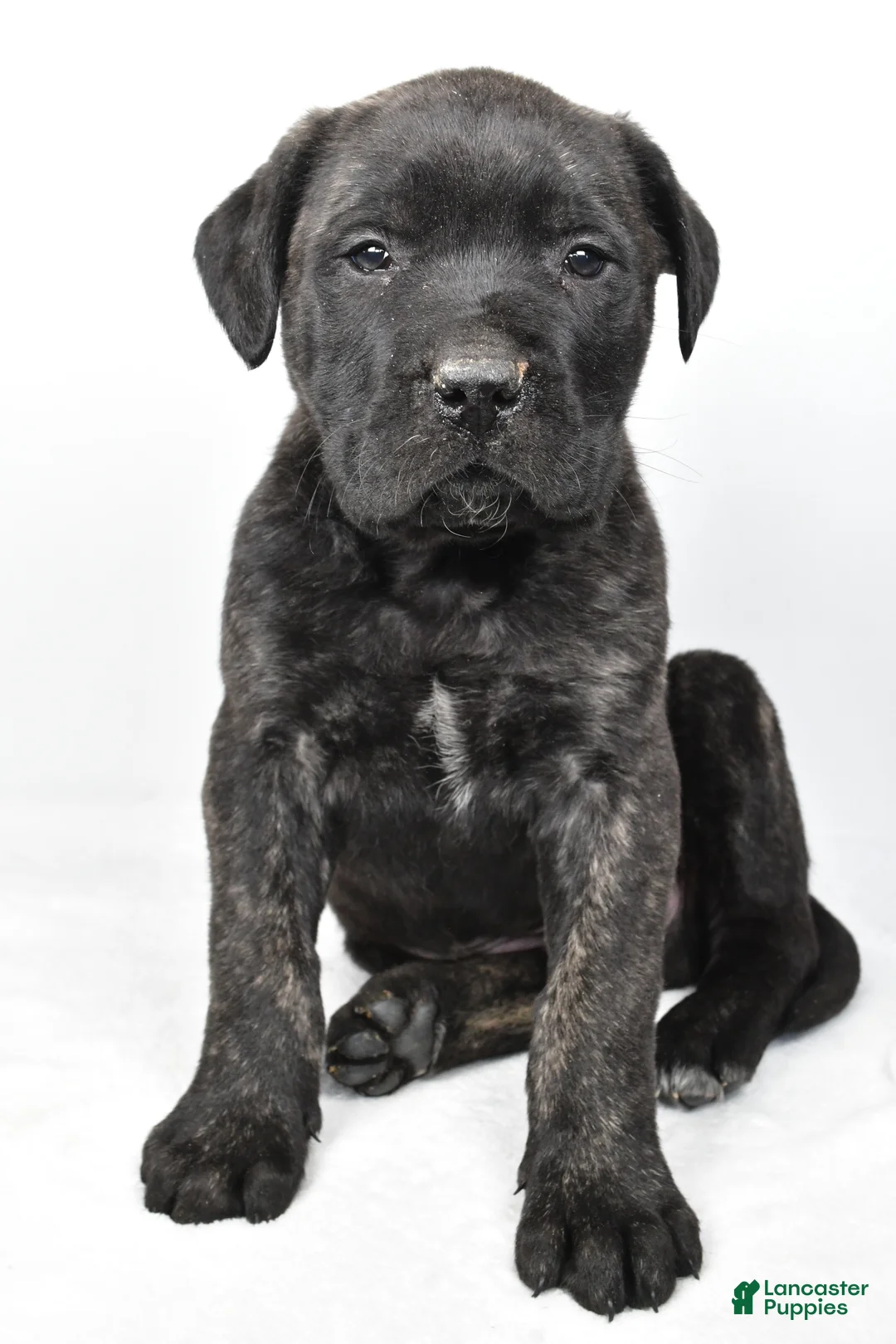 English Mastiff dogs for sale: Badger - Ad 2