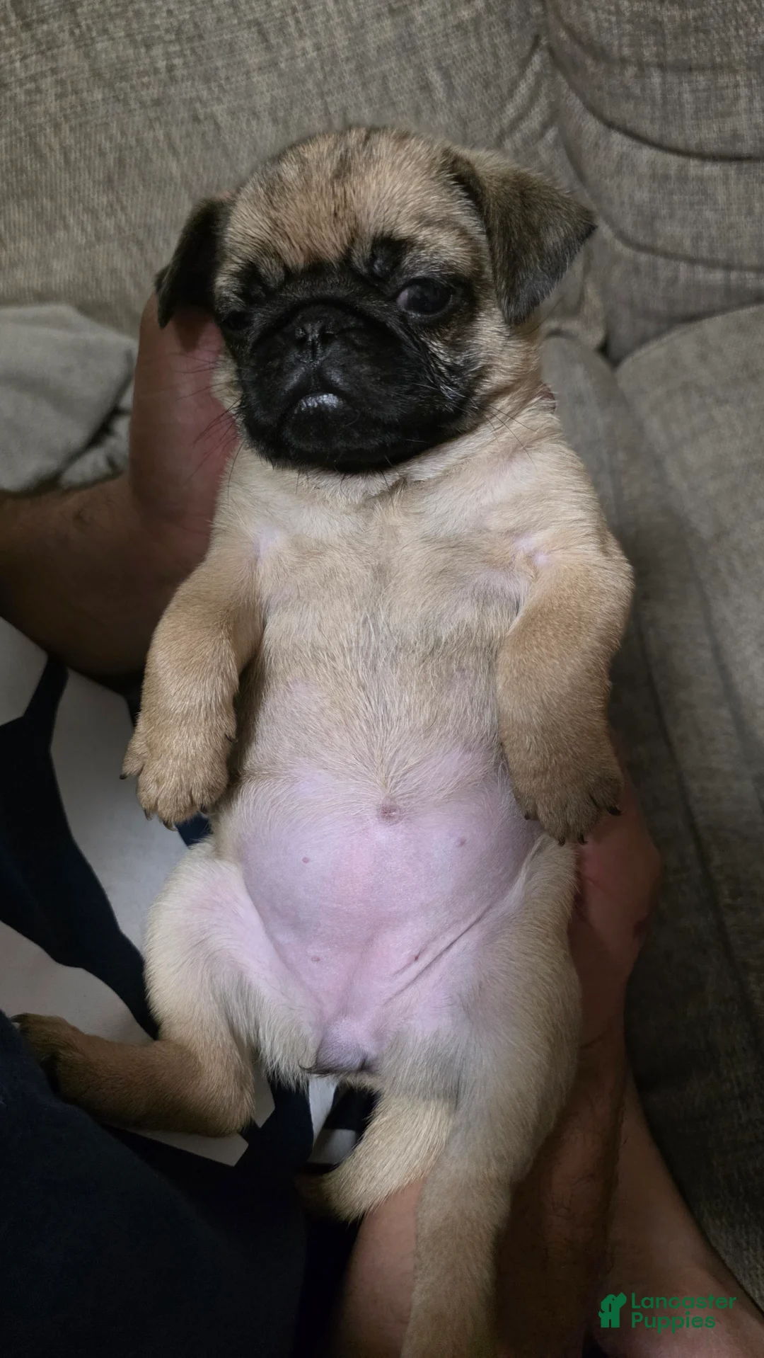 Pug dogs for sale: Pug 5 - Ad 2