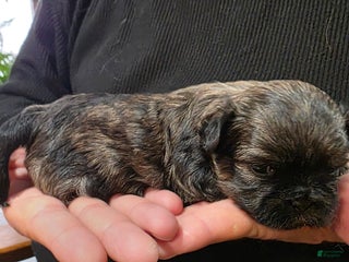 Malshi dogs Brindle - Ad 3