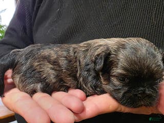 Malshi dogs Brindle - Ad 7