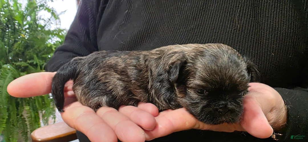 Malshi dogs for sale: Brindle - Ad 2