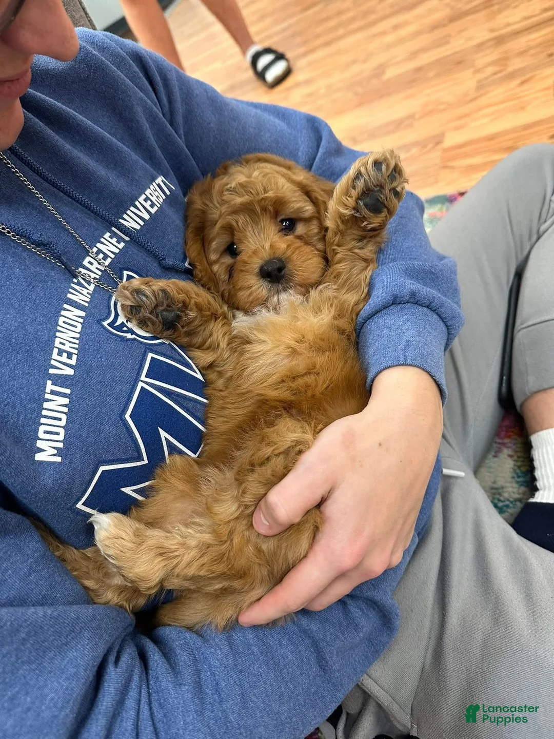 Cavapoo dogs for sale: Alvin - Ad 4