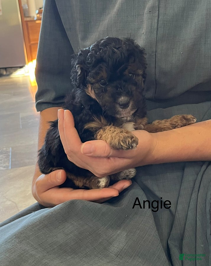 Mini Aussiedoodle dogs for sale: Angie - Ad 42