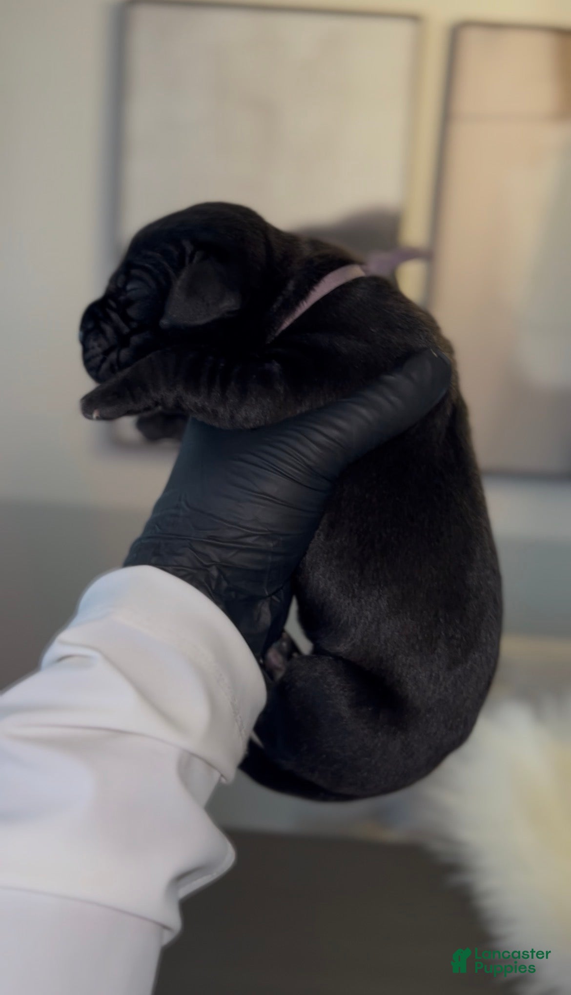 Cane Corso dogs Merlot - Ad 1
