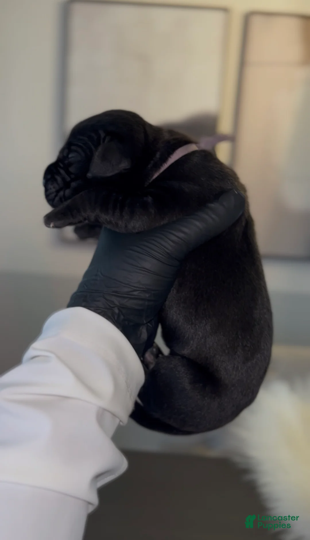 Cane Corso dogs for sale: Merlot - Ad 1