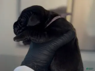Cane Corso dogs for sale: Merlot - Ad 4